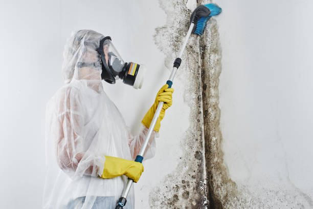 Professional Mold Removal in Holtville, AL