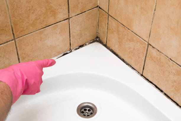 Best Certified Mold Removal  in Holtville, AL